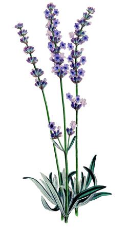 Lavender-Plant