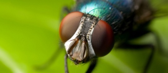 How Long do Flies Live
