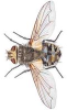 cluster-fly-lifespan