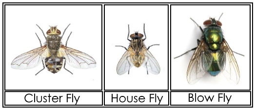 clusterfly-vs-housefly-vs-blowfly
