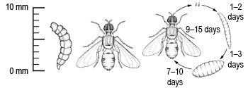 Fruit-fly-lifecycle