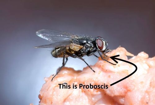 how do flies eat