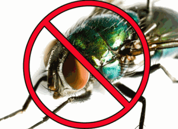 How to Get Rid of Flies Indoors & Outdoors