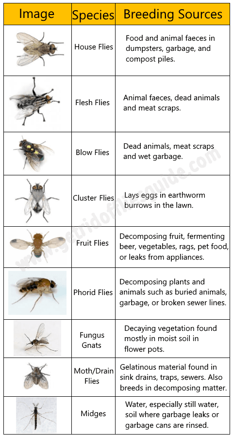 Most Common Species Of Flies And Their Breeding Sources