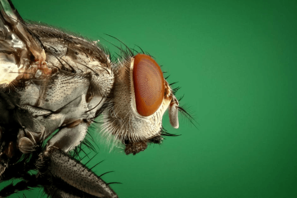 House fly close-up photo