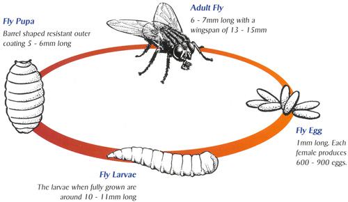 Fly Life Cycle