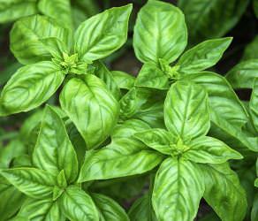 Basil Leaves