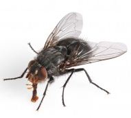 House Fly