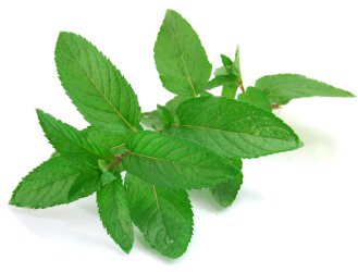 Mint Leaves