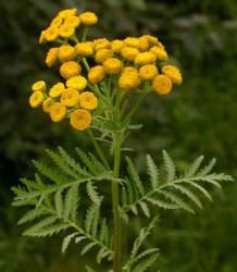 Tansy Herb