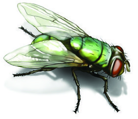 Green Bottle Fly