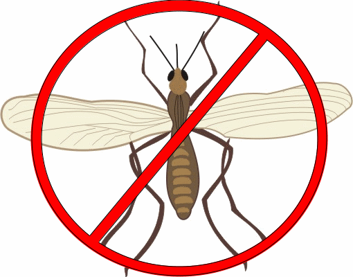 How to Get Rid of Gnats