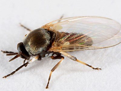 30 Ways to Get Rid of Gnats Inside and Outside the House