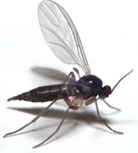 fungus-gnat