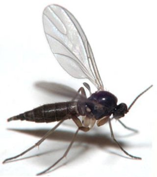 fungus_gnat