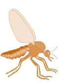 sand-gnat-lifespan