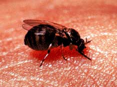 Black-Gnat-Bite