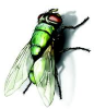 bottle-fly-lifespan