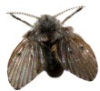 drain-fly-lifespan