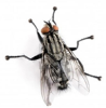 flesh-fly-lifespan