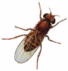 fruit-fly-lifespan