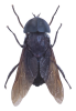 horse-fly-lifespan