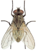 house-fly-lifespan