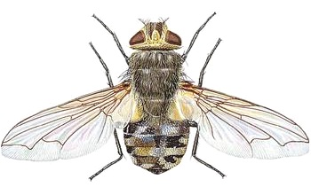 cluster fly