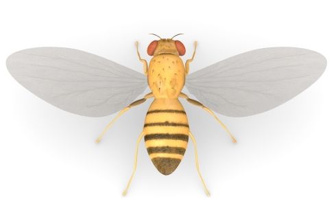 Fruit-Fly-3D-Structure