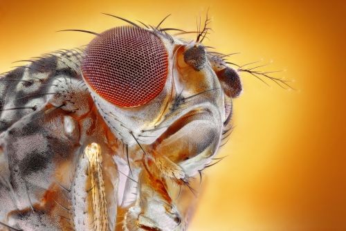 Fruit-Fly-Close-Shoot