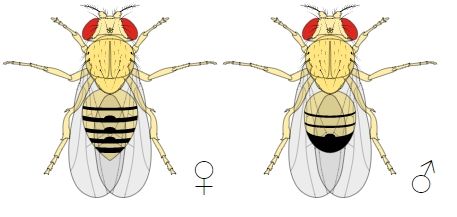 Male-VS-Female-FruitFly-Comparison