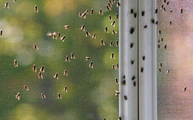 What Attracts Flies Into Your Home Or Surroundings