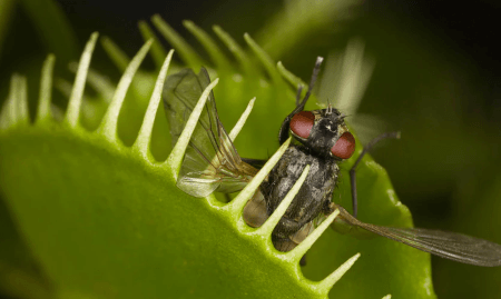 venus-fly-trap