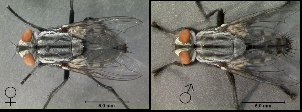 Male & Female Flesh Fly