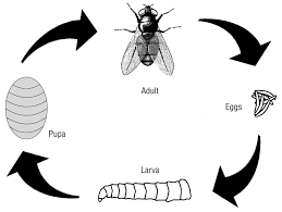 Lifecycle of Flesh Fly