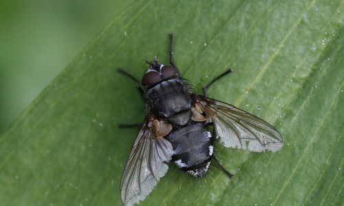 Cluster Flies