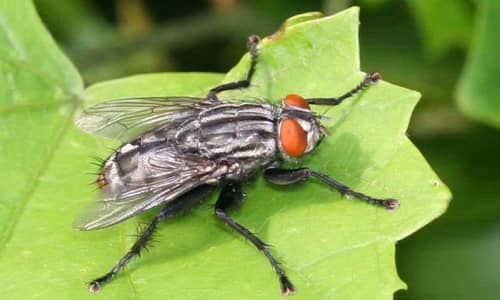 Flesh Flies