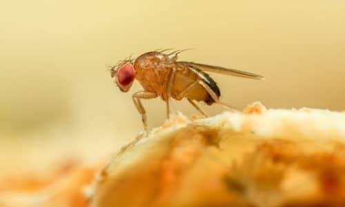 Fruit Flies