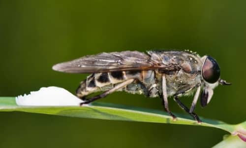 Horse Flies