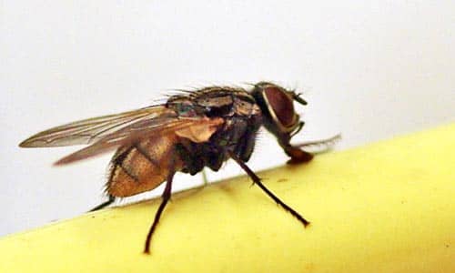 House Flies