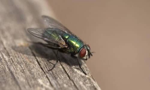 Bottle Flies