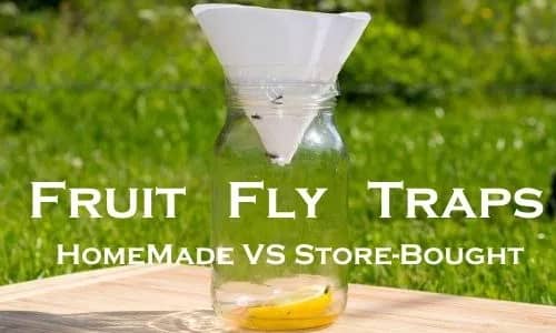 Best Fruit Fly Traps