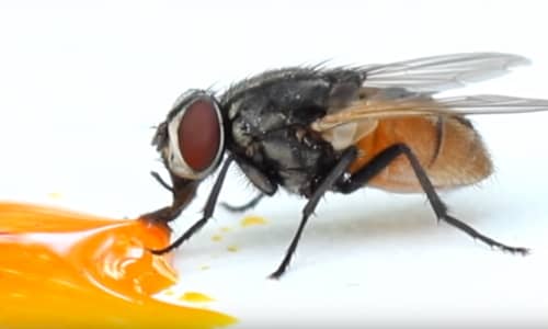 Housefly Facts