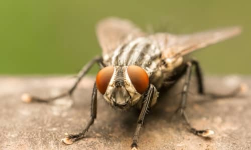 How Long Do Flies Live