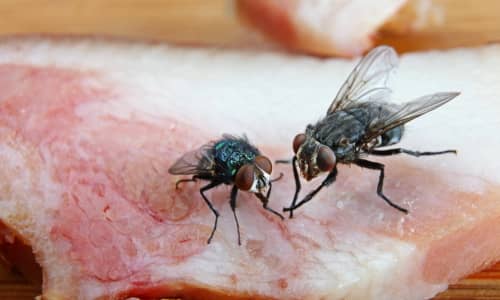 What do Flies Eat